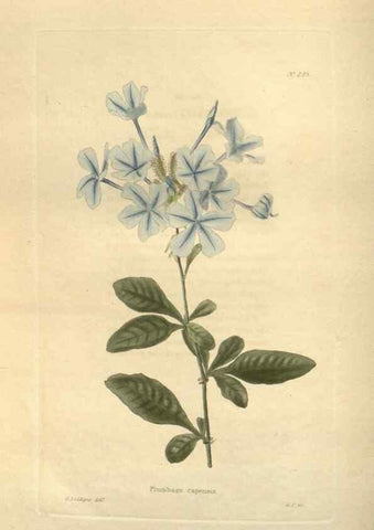 Reproducción/Reproduction 48624091131: The botanical cabinet. London :John & Arthur Arch ...,1817-1833.. 