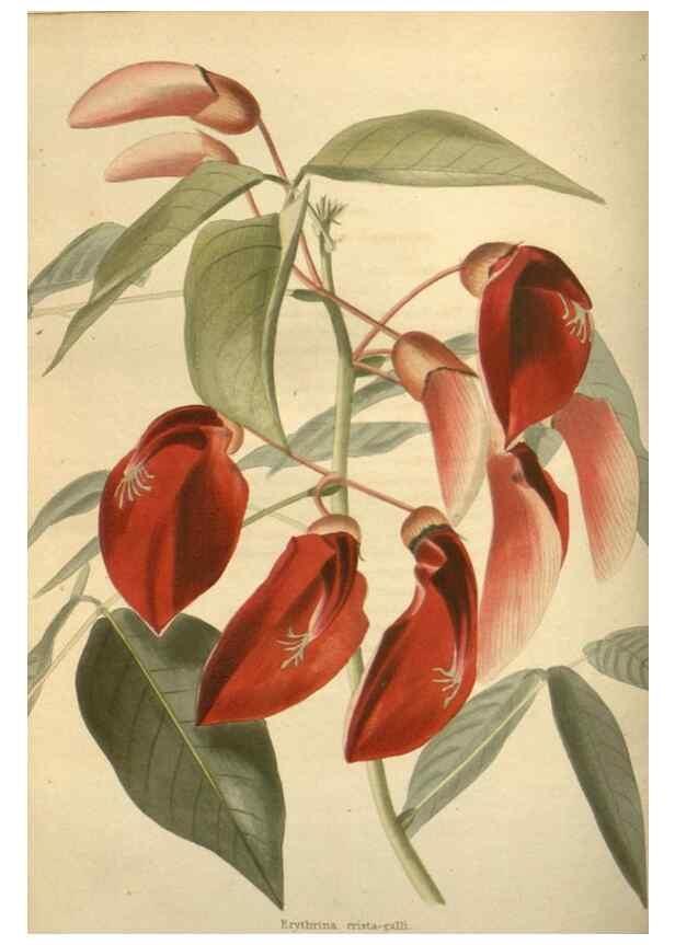 Reproducción/Reproduction 48624091421: The botanical cabinet. London :John & Arthur Arch ...,1817-1833.. 