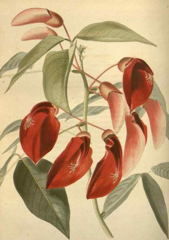 Reproducción/Reproduction 48624091421: The botanical cabinet. London :John & Arthur Arch ...,1817-1833.. 