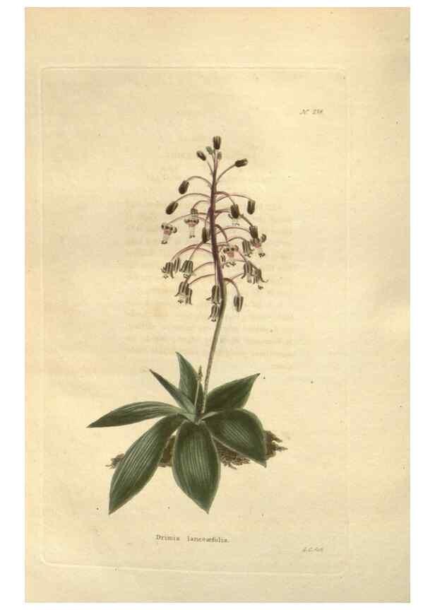 Reproducción/Reproduction 48624231992: The botanical cabinet. London :John & Arthur Arch ...,1817-1833.. 