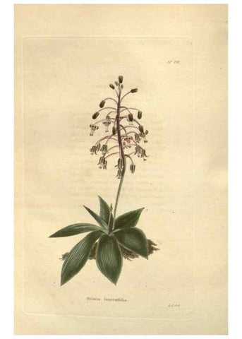 Reproducción/Reproduction 48624231992: The botanical cabinet. London :John & Arthur Arch ...,1817-1833.. 
