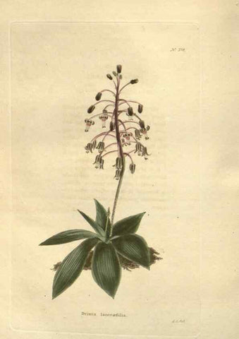 Reproducción/Reproduction 48624231992: The botanical cabinet. London :John & Arthur Arch ...,1817-1833.. 