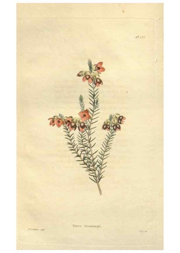 Reproducción/Reproduction 48623733558: The botanical cabinet. London :John & Arthur Arch ...,1817-1833.. 