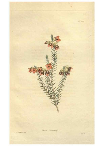Reproducción/Reproduction 48623733558: The botanical cabinet. London :John & Arthur Arch ...,1817-1833.. 