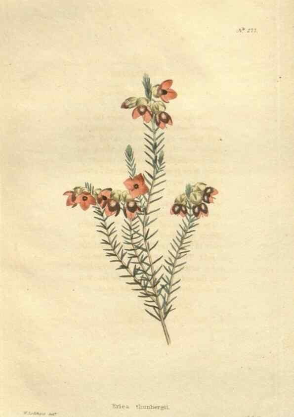 Reproducción/Reproduction 48623733558: The botanical cabinet. London :John & Arthur Arch ...,1817-1833.. 