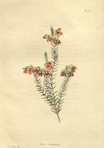 Reproducción/Reproduction 48623733558: The botanical cabinet. London :John & Arthur Arch ...,1817-1833.. 