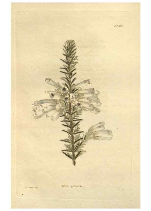 Reproducción/Reproduction 48624084506: The botanical cabinet. London :John & Arthur Arch ...,1817-1833.. 