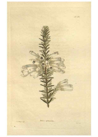 Reproducción/Reproduction 48624084506: The botanical cabinet. London :John & Arthur Arch ...,1817-1833.. 