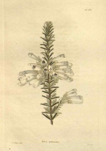 Reproducción/Reproduction 48624084506: The botanical cabinet. London :John & Arthur Arch ...,1817-1833.. 