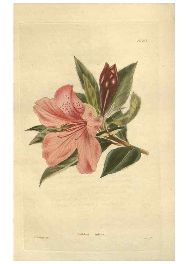 Reproducción/Reproduction 48623733053: The botanical cabinet. London :John & Arthur Arch ...,1817-1833.. 