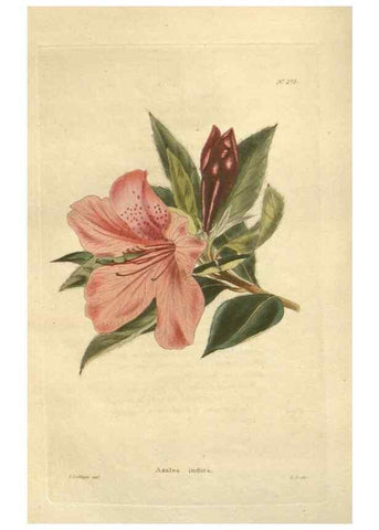 Reproducción/Reproduction 48623733053: The botanical cabinet. London :John & Arthur Arch ...,1817-1833.. 