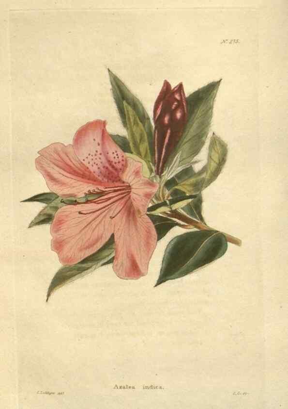 Reproducción/Reproduction 48623733053: The botanical cabinet. London :John & Arthur Arch ...,1817-1833.. 