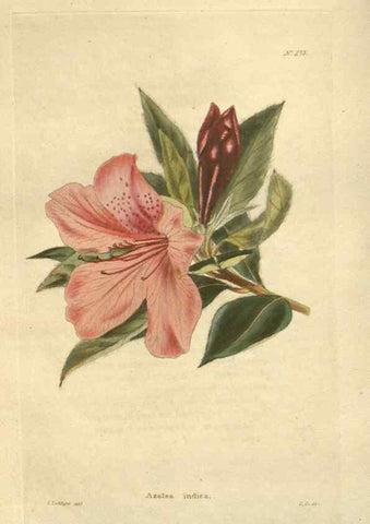 Reproducción/Reproduction 48623733053: The botanical cabinet. London :John & Arthur Arch ...,1817-1833.. 
