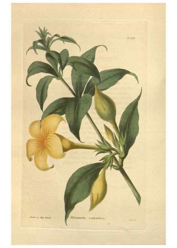 Reproducción/Reproduction 48624224812: The botanical cabinet. London :John & Arthur Arch ...,1817-1833.. 
