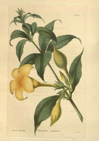 Reproducción/Reproduction 48624224812: The botanical cabinet. London :John & Arthur Arch ...,1817-1833.. 