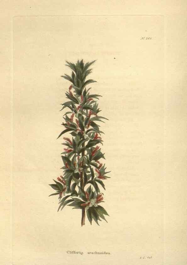 Reproducción/Reproduction 48624078256: The botanical cabinet. London :John & Arthur Arch ...,1817-1833.. 
