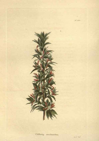 Reproducción/Reproduction 48624078256: The botanical cabinet. London :John & Arthur Arch ...,1817-1833.. 