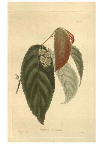 Reproducción/Reproduction 48623727538: The botanical cabinet. London :John & Arthur Arch ...,1817-1833.. 