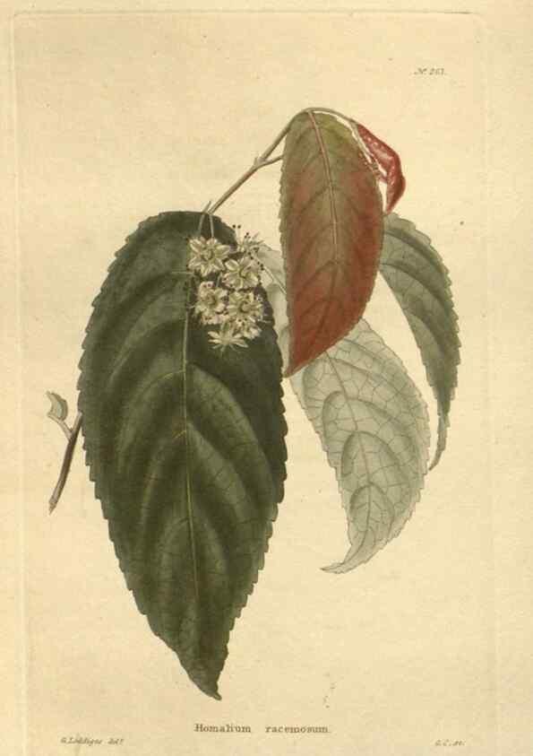 Reproducción/Reproduction 48623727538: The botanical cabinet. London :John & Arthur Arch ...,1817-1833.. 