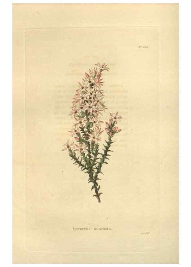 Reproducción/Reproduction 48624225952: The botanical cabinet. London :John & Arthur Arch ...,1817-1833.. 