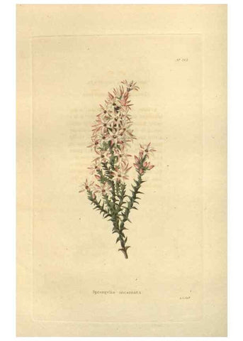 Reproducción/Reproduction 48624225952: The botanical cabinet. London :John & Arthur Arch ...,1817-1833.. 