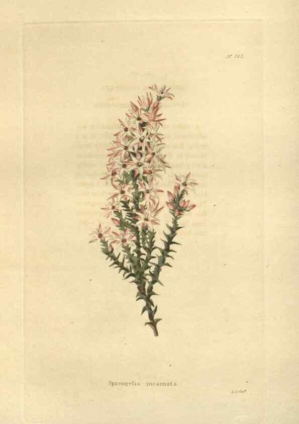 Reproducción/Reproduction 48624225952: The botanical cabinet. London :John & Arthur Arch ...,1817-1833.. 