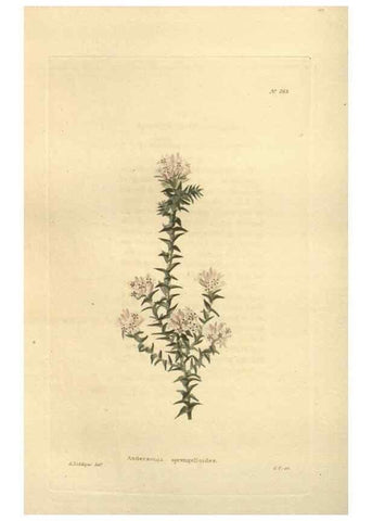 Reproducción/Reproduction 48624079596: The botanical cabinet. London :John & Arthur Arch ...,1817-1833.. 