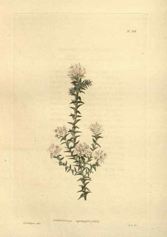 Reproducción/Reproduction 48624079596: The botanical cabinet. London :John & Arthur Arch ...,1817-1833.. 