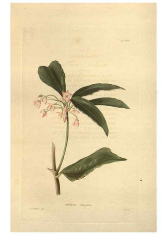 Reproducción/Reproduction 48624080051: The botanical cabinet. London :John & Arthur Arch ...,1817-1833.. 