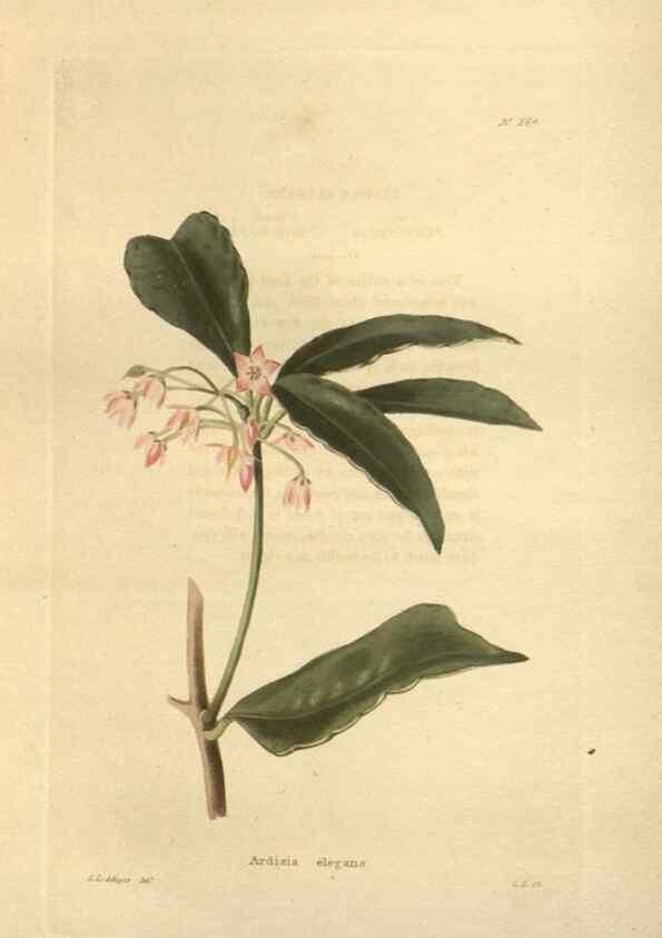 Reproducción/Reproduction 48624080051: The botanical cabinet. London :John & Arthur Arch ...,1817-1833.. 