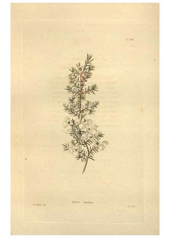 Reproducción/Reproduction 48624080561: The botanical cabinet. London :John & Arthur Arch ...,1817-1833.. 