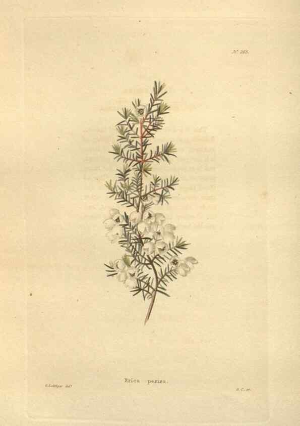 Reproducción/Reproduction 48624080561: The botanical cabinet. London :John & Arthur Arch ...,1817-1833.. 