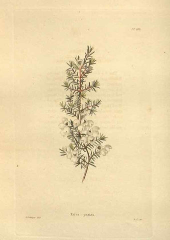 Reproducción/Reproduction 48624080561: The botanical cabinet. London :John & Arthur Arch ...,1817-1833.. 