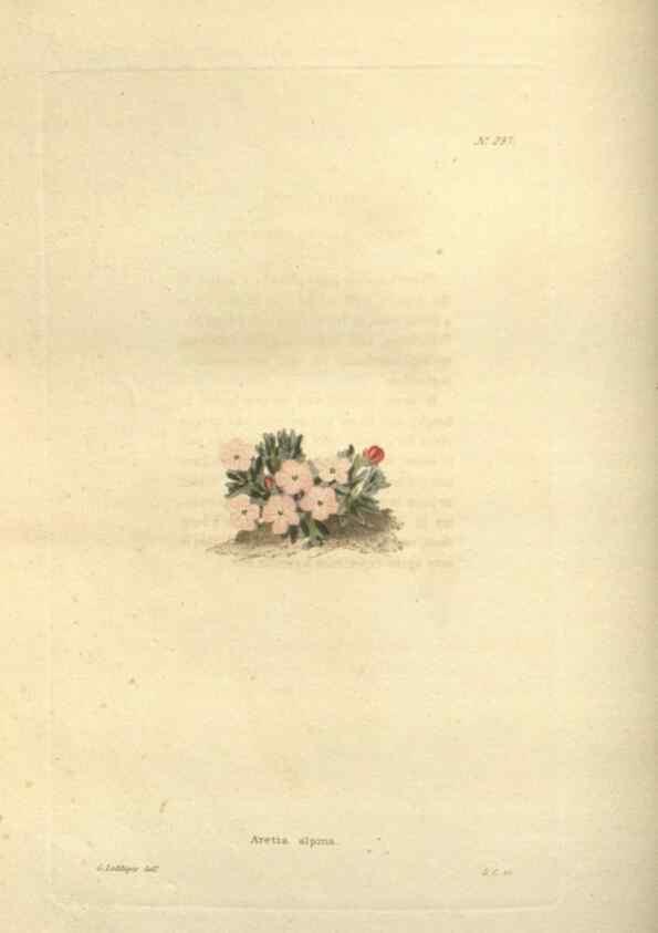 Reproducción/Reproduction 48624238927: The botanical cabinet. London :John & Arthur Arch ...,1817-1833.. 