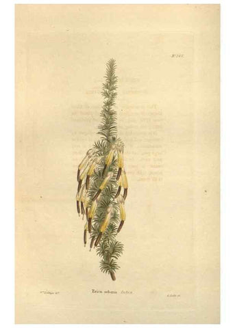 Reproducción/Reproduction 48623729698: The botanical cabinet. London :John & Arthur Arch ...,1817-1833.. 