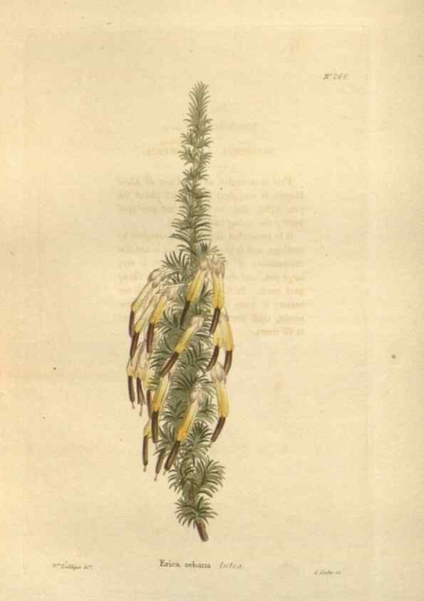 Reproducción/Reproduction 48623729698: The botanical cabinet. London :John & Arthur Arch ...,1817-1833.. 