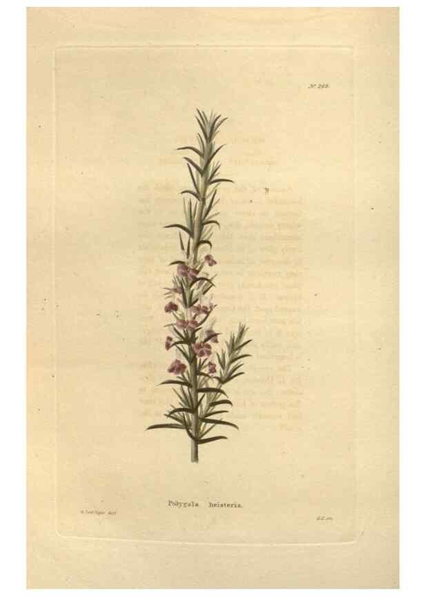 Reproducción/Reproduction 48623730438: The botanical cabinet. London :John & Arthur Arch ...,1817-1833.. 