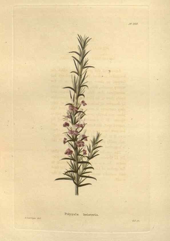 Reproducción/Reproduction 48623730438: The botanical cabinet. London :John & Arthur Arch ...,1817-1833.. 
