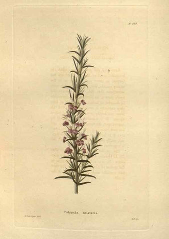 Reproducción/Reproduction 48623730438: The botanical cabinet. London :John & Arthur Arch ...,1817-1833.. 
