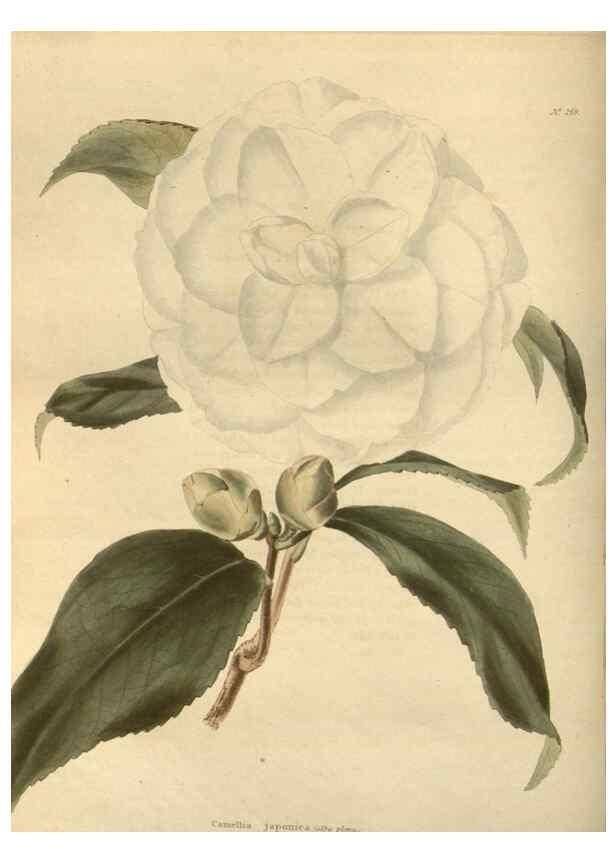 Reproducción/Reproduction 48624082046: The botanical cabinet. London :John & Arthur Arch ...,1817-1833.. 