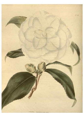 Reproducción/Reproduction 48624082046: The botanical cabinet. London :John & Arthur Arch ...,1817-1833.. 