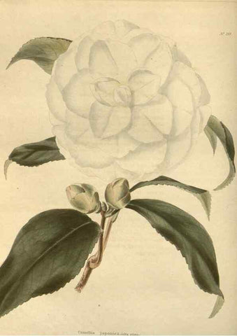 Reproducción/Reproduction 48624082046: The botanical cabinet. London :John & Arthur Arch ...,1817-1833.. 