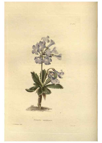 Reproducción/Reproduction 48624229327: The botanical cabinet. London :John & Arthur Arch ...,1817-1833.. 