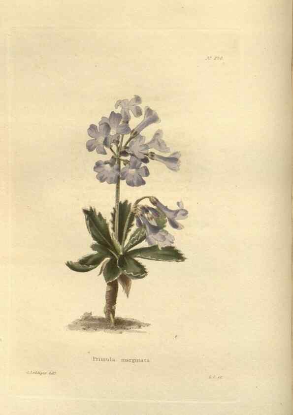 Reproducción/Reproduction 48624229327: The botanical cabinet. London :John & Arthur Arch ...,1817-1833.. 