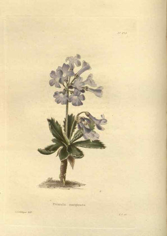 Reproducción/Reproduction 48624229327: The botanical cabinet. London :John & Arthur Arch ...,1817-1833.. 