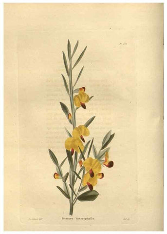 Reproducción/Reproduction 48624082846: The botanical cabinet. London :John & Arthur Arch ...,1817-1833.. 