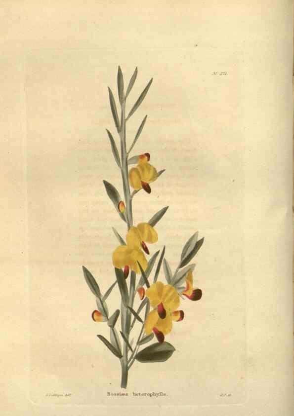 Reproducción/Reproduction 48624082846: The botanical cabinet. London :John & Arthur Arch ...,1817-1833.. 