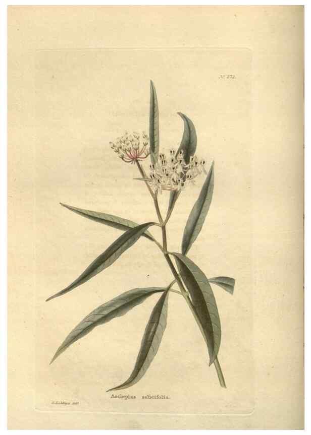 Reproducción/Reproduction 48624230152: The botanical cabinet. London :John & Arthur Arch ...,1817-1833.. 