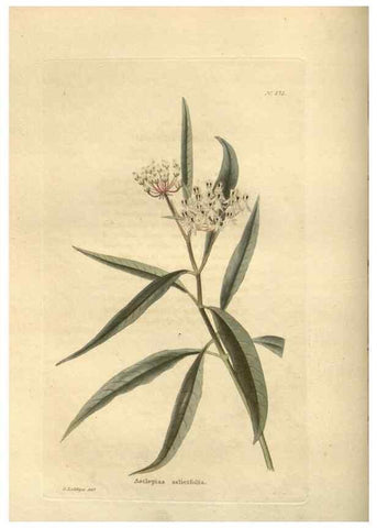 Reproducción/Reproduction 48624230152: The botanical cabinet. London :John & Arthur Arch ...,1817-1833.. 