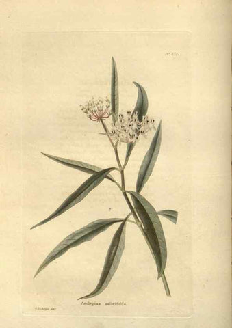 Reproducción/Reproduction 48624230152: The botanical cabinet. London :John & Arthur Arch ...,1817-1833.. 
